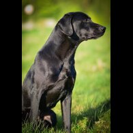 Labrador Retriever - Both