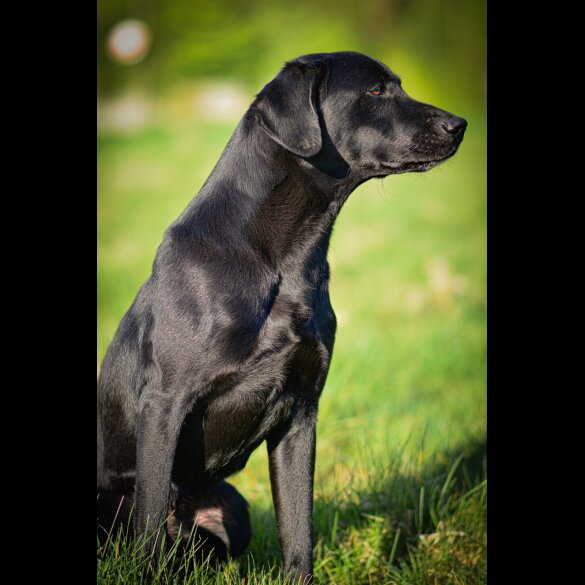Labrador Retriever - Both