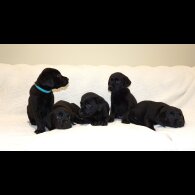 Labrador Retriever - Both