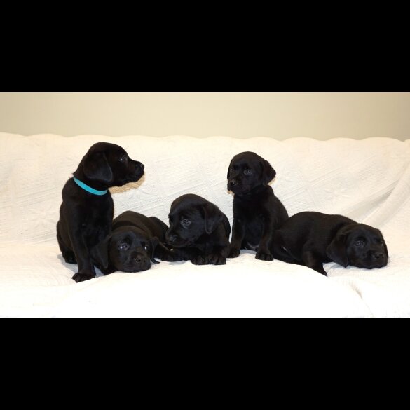 Labrador Retriever - Both