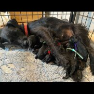 Mixed Breed - Both