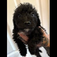 Mixed Breed - Both