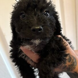 Mixed Breed - Both