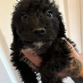 Mixed Breed - Both
