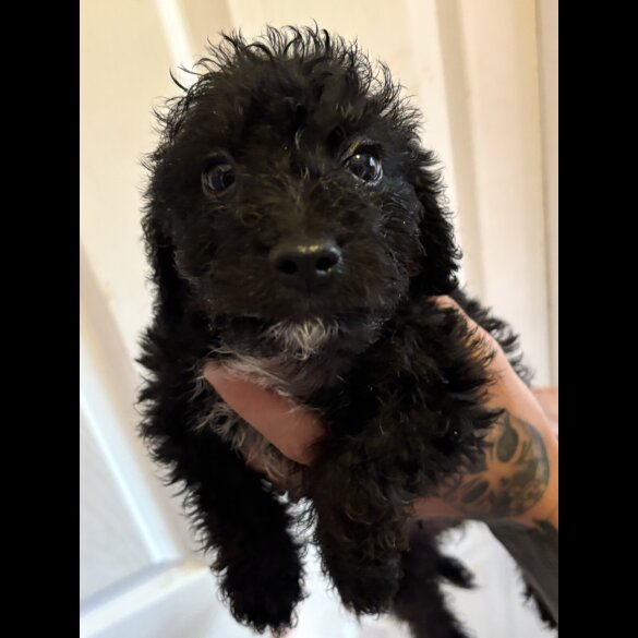 Mixed Breed - Both