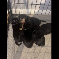 Mixed Breed - Both