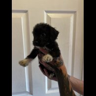 Mixed Breed - Both
