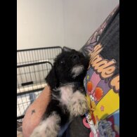 Mixed Breed - Both