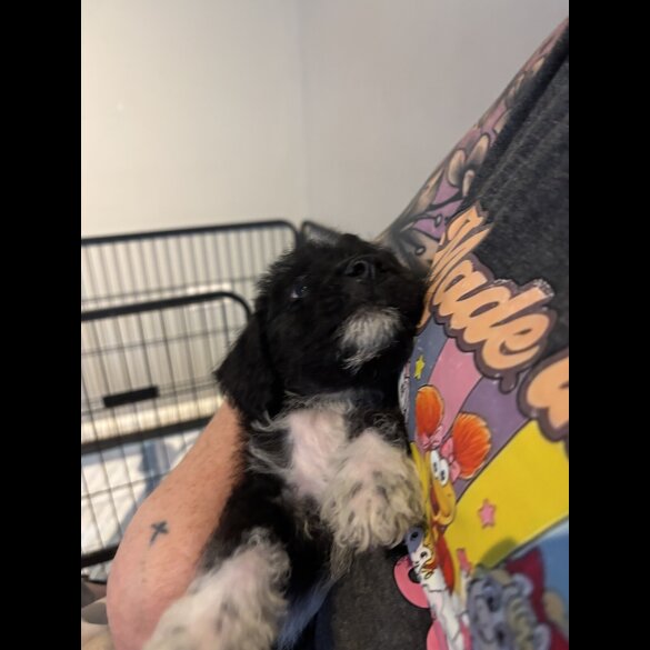 Mixed Breed - Both