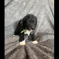 Mixed Breed - Both