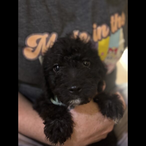 Mixed Breed - Both