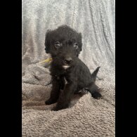 Mixed Breed - Both