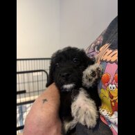 Mixed Breed - Both