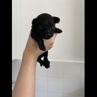 Pomapoo - Both