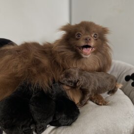 Pomapoo - Both