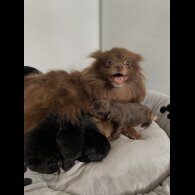Pomapoo - Both