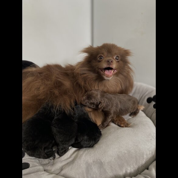 Pomapoo - Both