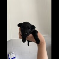 Pomapoo - Both