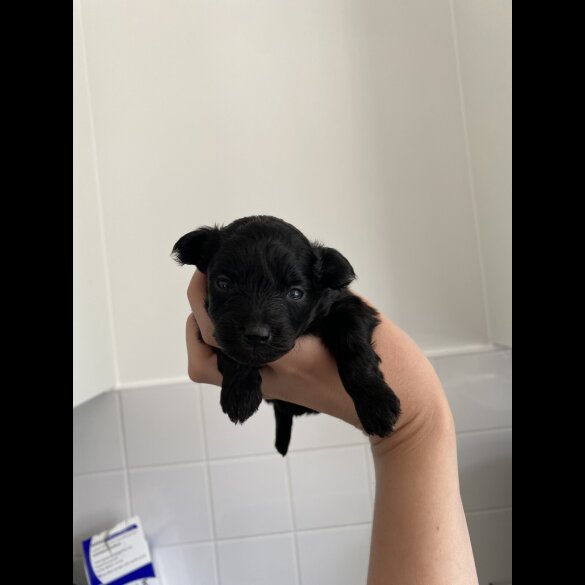 Pomapoo - Both