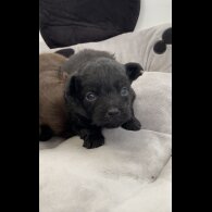 Pomapoo - Both