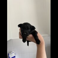 Pomapoo - Both
