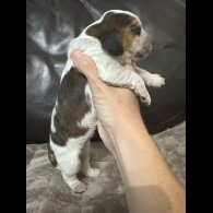 Cocker Spaniel (Working &amp; Show) - Both