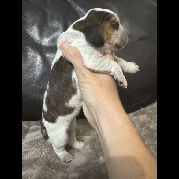 Cocker Spaniel (Working &amp; Show) - Both