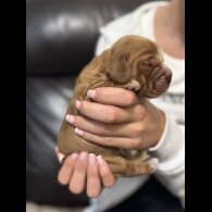 Cocker Spaniel (Working &amp; Show) - Both