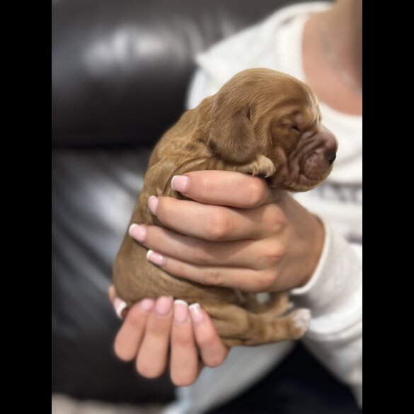 Cocker Spaniel (Working &amp; Show) - Both