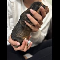 Cocker Spaniel (Working &amp; Show) - Both