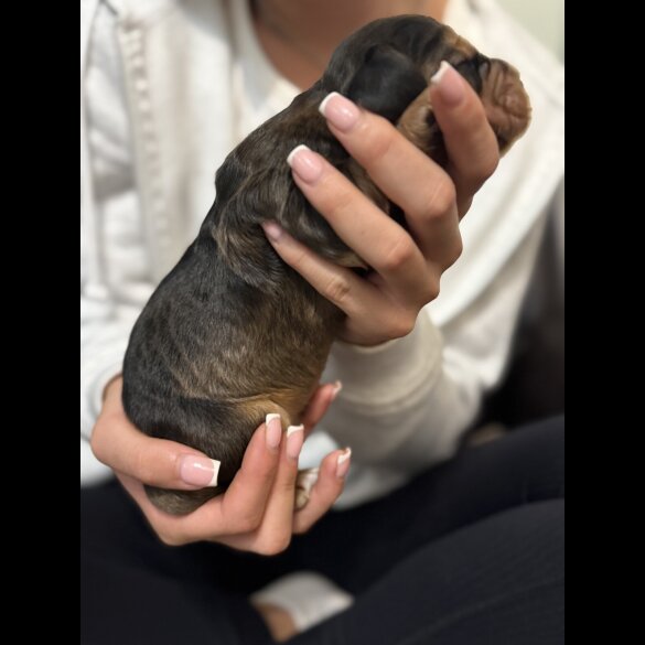 Cocker Spaniel (Working &amp; Show) - Both