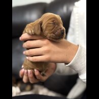 Cocker Spaniel (Working &amp; Show) - Both
