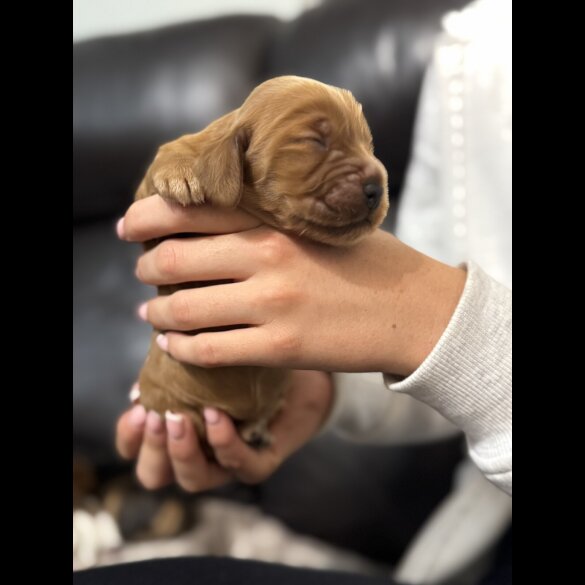 Cocker Spaniel (Working &amp; Show) - Both