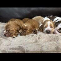 Cocker Spaniel (Working &amp; Show) - Both