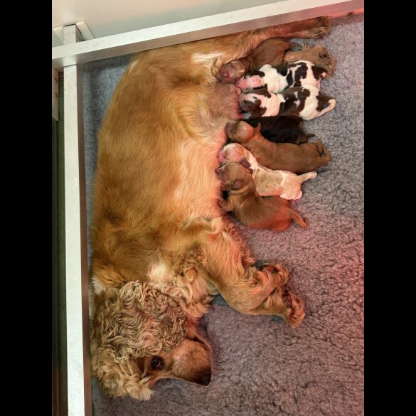Cocker Spaniel (Working &amp; Show) - Both