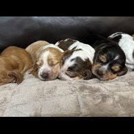 Cocker Spaniel (Working &amp; Show) - Both