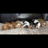 Cocker Spaniel (Working &amp; Show) - Both