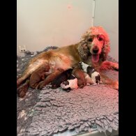 Cocker Spaniel (Working &amp; Show) - Both