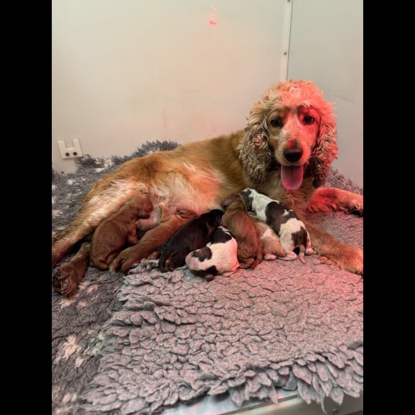 Cocker Spaniel (Working &amp; Show) - Both