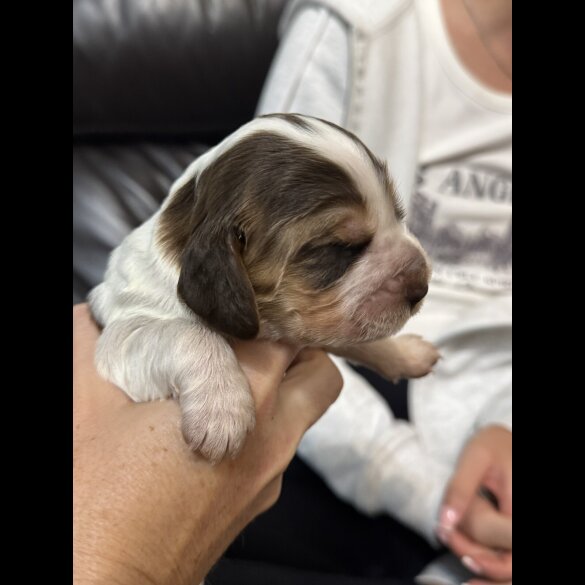 Cocker Spaniel (Working &amp; Show) - Both