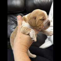 Cocker Spaniel (Working &amp; Show) - Both