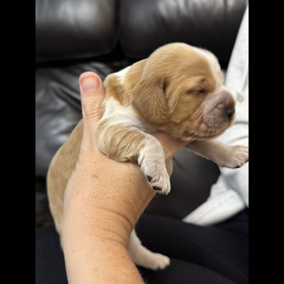 Cocker Spaniel (Working &amp; Show) - Both