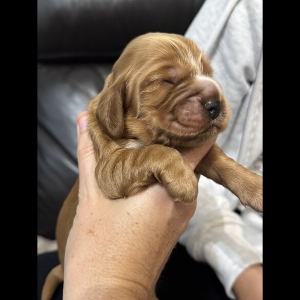 Cocker Spaniel (Working &amp; Show) - Both