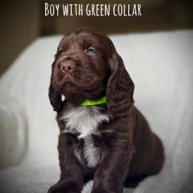 Labrador Retriever - Both