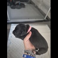 Great Dane - Both
