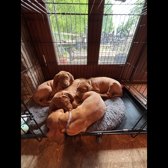 Hungarian Vizsla - Both