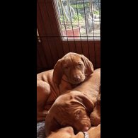 Hungarian Vizsla - Both
