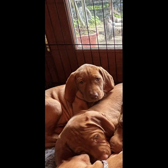 Hungarian Vizsla - Both