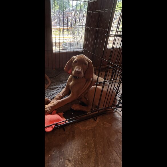 Hungarian Vizsla - Both