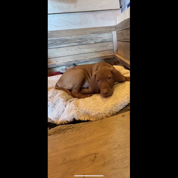 Hungarian Vizsla - Both
